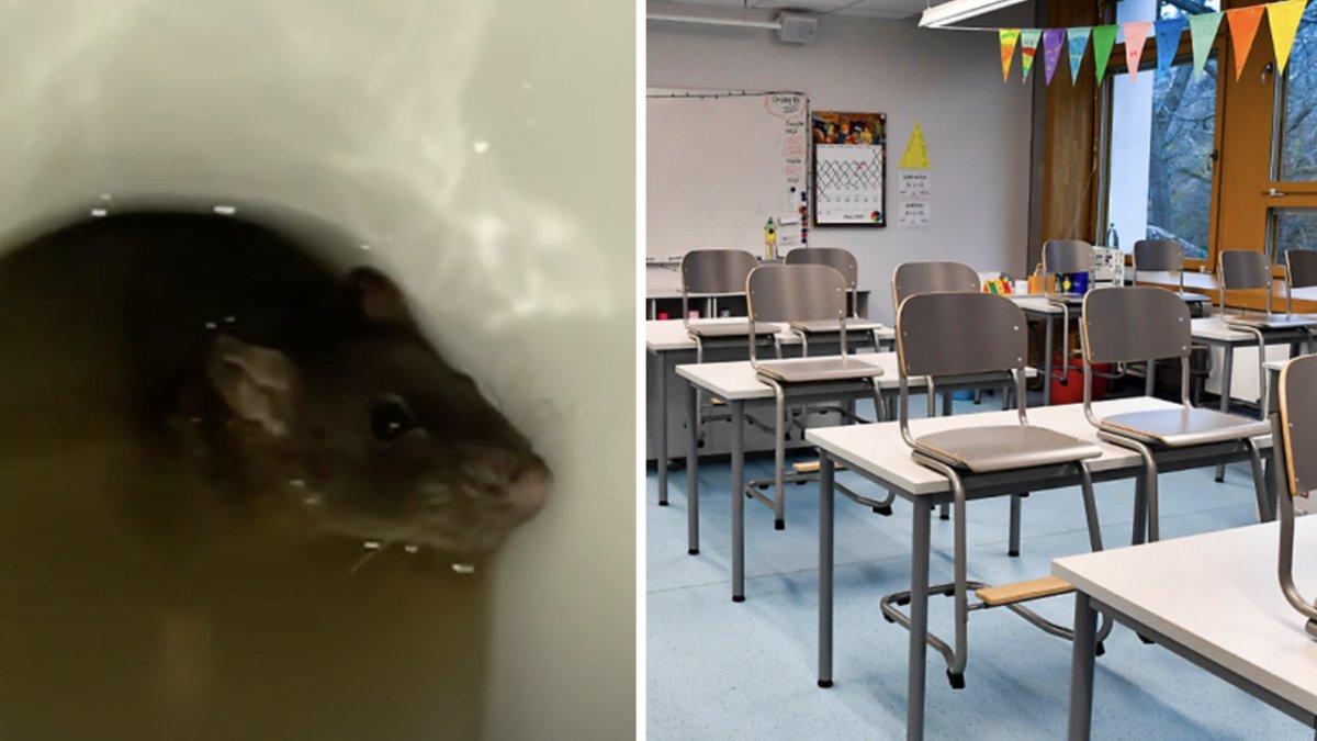 Eleverna fick sig en rejäl chock när de hittade en råtta i skolans toalett.